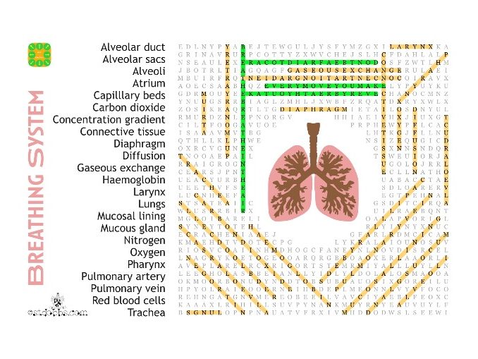 Breathing system word search