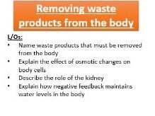 New spec GCSE AQA 4.5.3.3 Water control and nitrogen balance (Biology only)