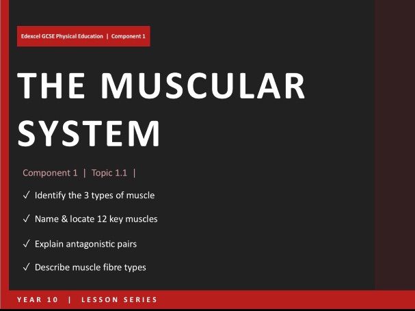 Muscular System | Edexcel GCSE PE | Full Unit – PPT, Booklet, Worksheets, Flash cards, Test.