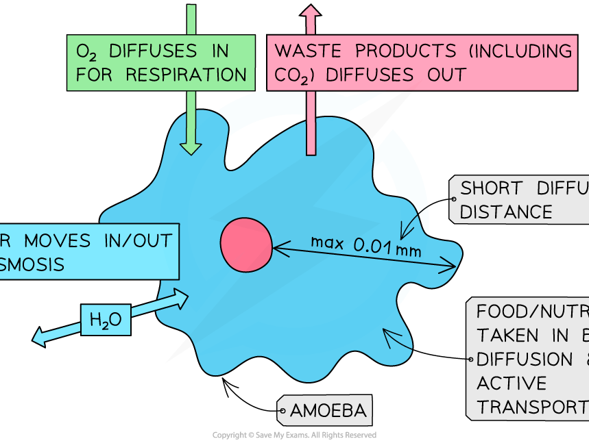 Transport in Single Celled Organisms