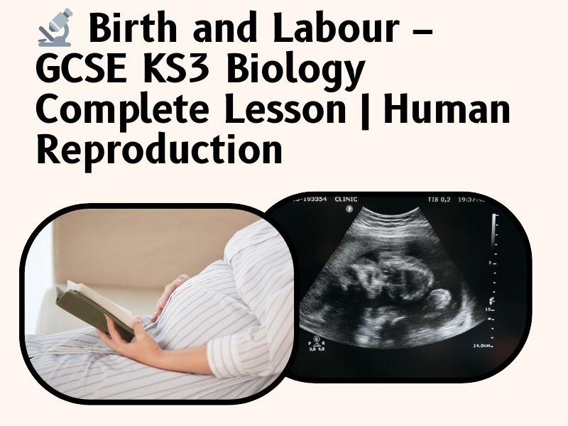 Birth and Labour – KS3  Human Reproduction