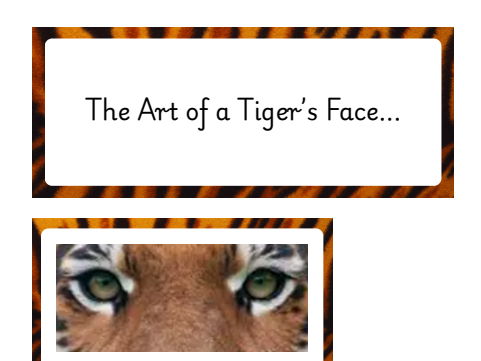 The features of a Tiger