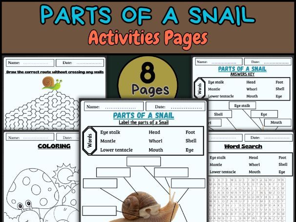 Parts of a Snail Worksheet | Invertebrate Animal Labeling.