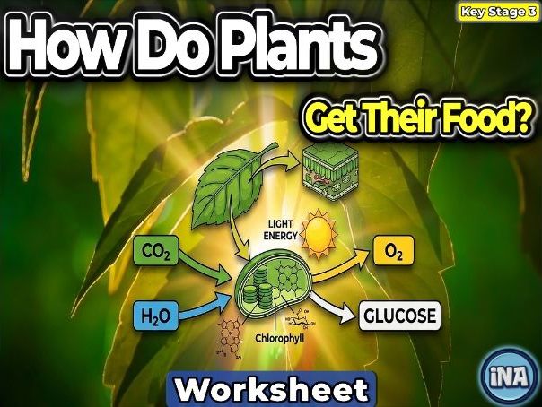 Plant Nutrition - KS3 Biology Worksheet