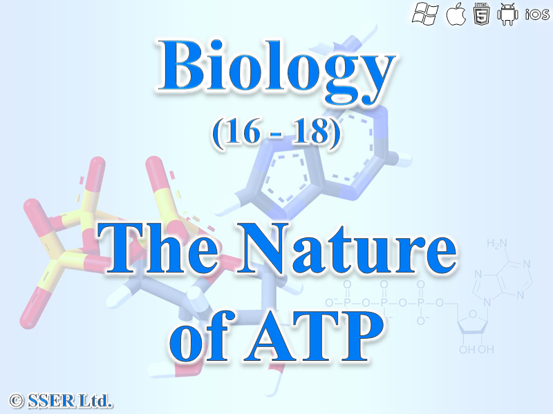 BioA_3.1.6 The Nature of ATP