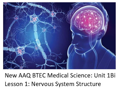 NEW: AAQ BTEC Medical Science Unit 1B Nervous System - Lesson 1 Structure