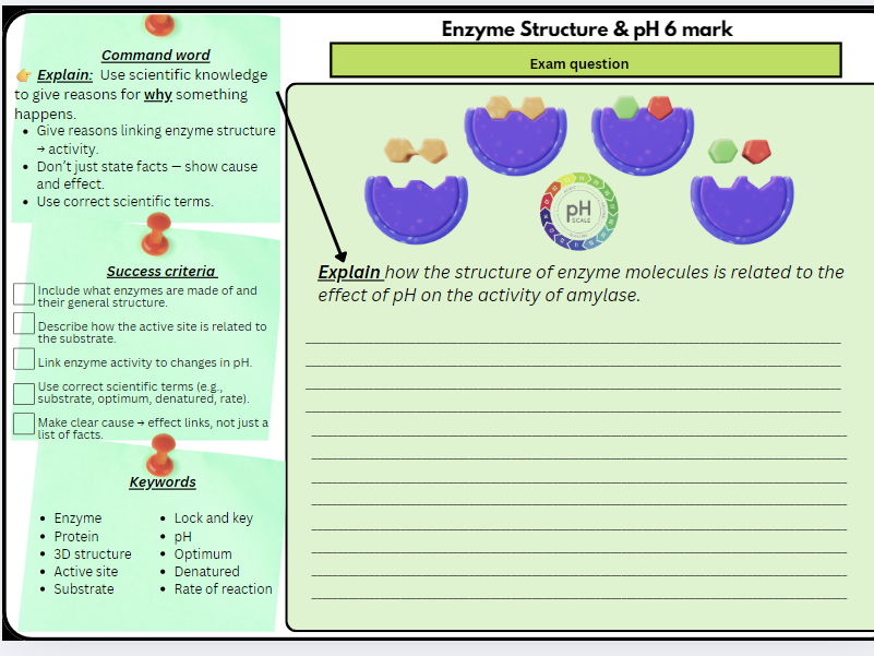 GCSE Biology Paper 1 – 6 Mark Exam Questions Bundle | Scaffolded/Differentiated (Enzymes, Respiration, Osmosis, Circulation & More)