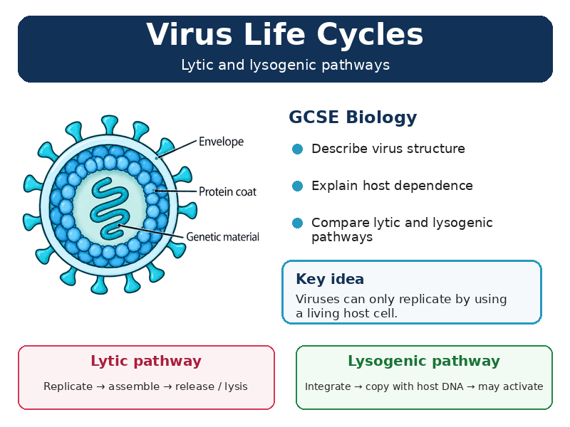 Virus Life Cycle