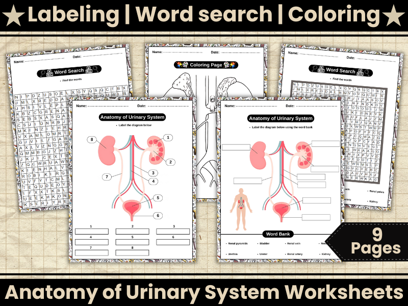 Urinary System Anatomy-Human System Labeling Worksheets & Word search,Coloring-Human Body Science