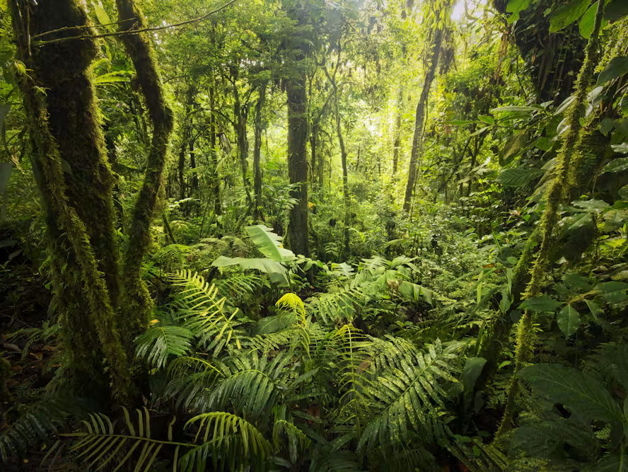 Tropical Environments, IAL Geography, Cambridge CIE 9696, 2027 Spec