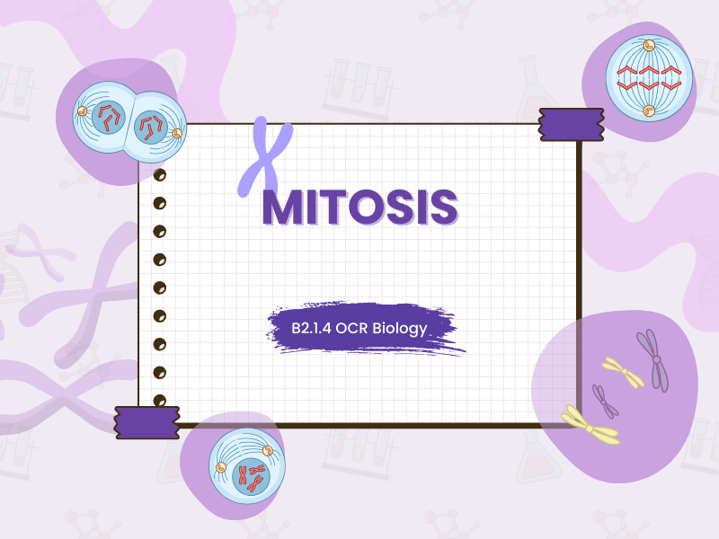 Mitosis - B2.1.4 - GCSE OCR Biology