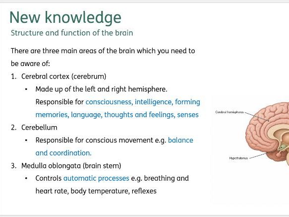 The brain