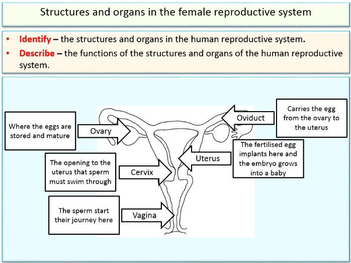 the-human-reproductive-system-ks3-teaching-resources-gambaran