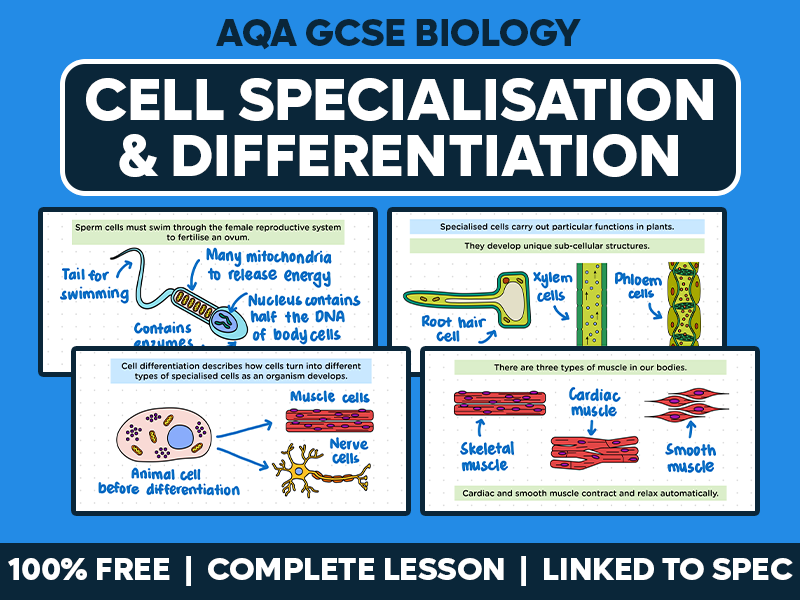 GCSE AQA Biology Complete Lesson - Cell Specialisation and Differentiation