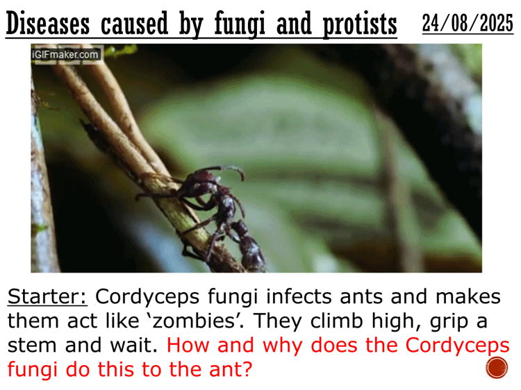 Diseases caused by fungi and protists - complete lesson (GCSE 1-9)