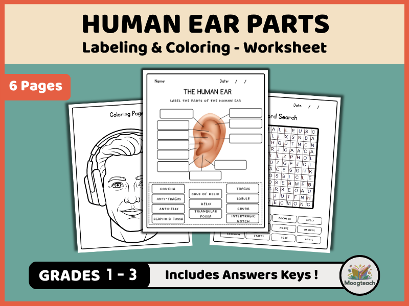 Human Ear Parts | The Five Senses | Hearing & Sound | Labeling | Biology | KS1 | KS2 | KS3