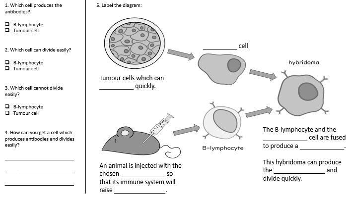 Monoclonal Antibodies Lesson GCSE Biology | Teaching Resources