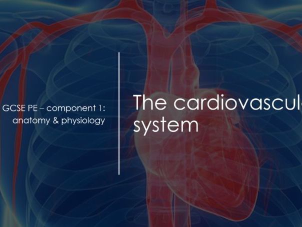 The cardiovascular system