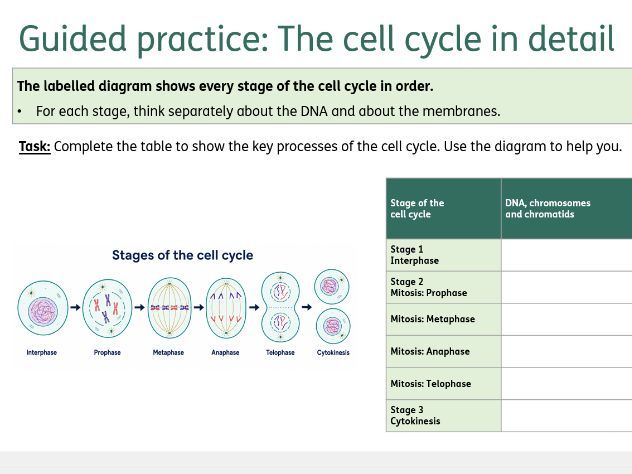 Biology AQA 4.1 Cell biology Guided practice
