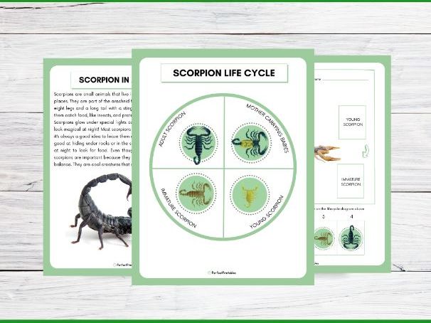 Scorpion Life Cycle Worksheet | Animals Unit Study With Fun Facts!