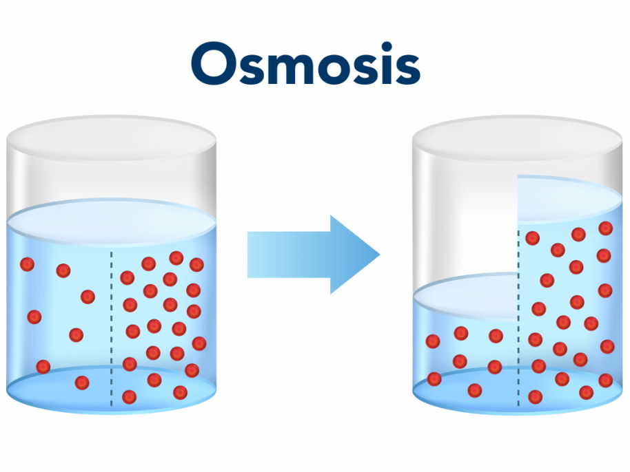 iGCSE Biology - 3.2 Osmosis