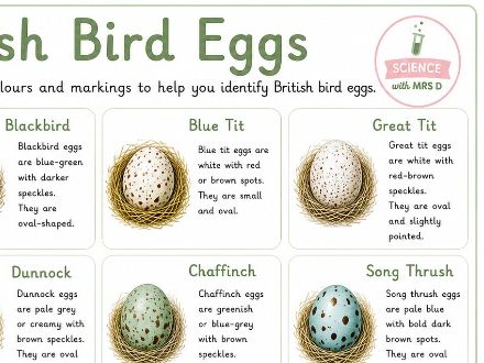 Bird eggs