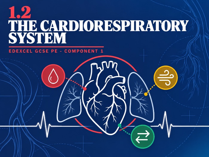 Edexcel GCSE PE 1.2 The Cardiorespiratory System - Complete Lesson