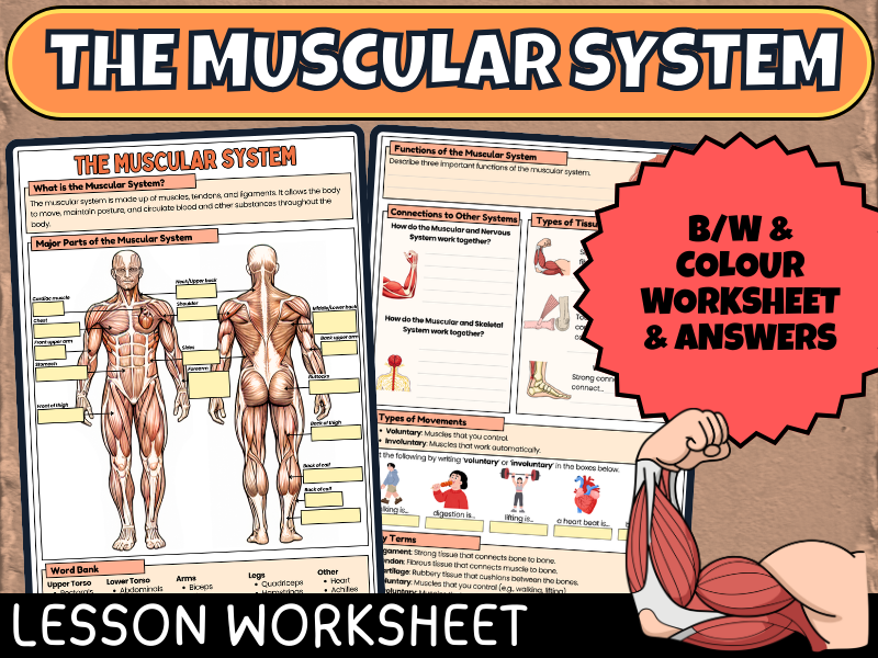 Muscular System Worksheet: Body Systems