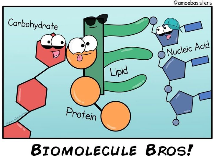 Biological Molecules full resources