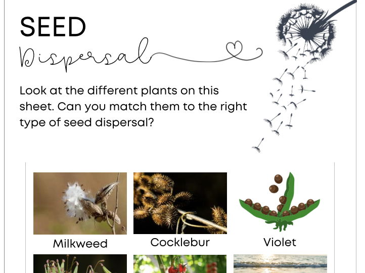 Seed Dispersal