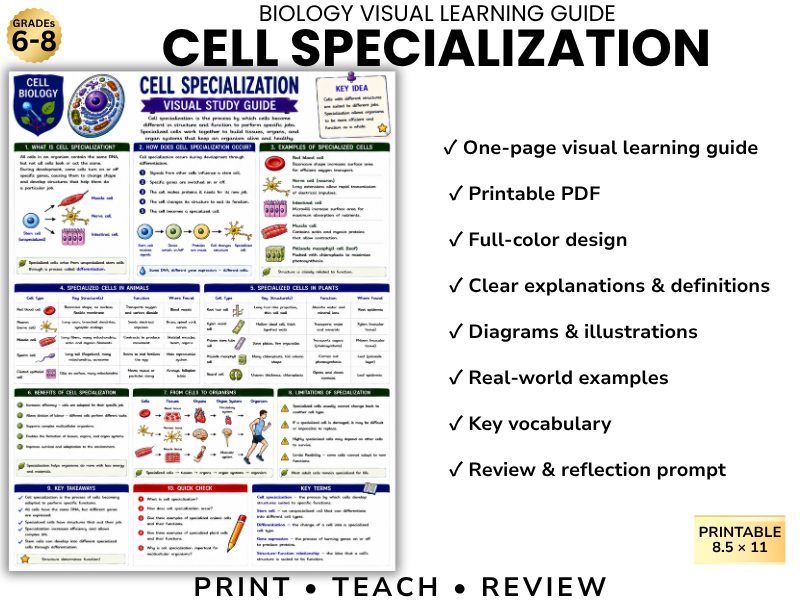 CELL SPECIALIZATION | Cell Biology Visual Learning Guide | Grade 8 & Middle School Science