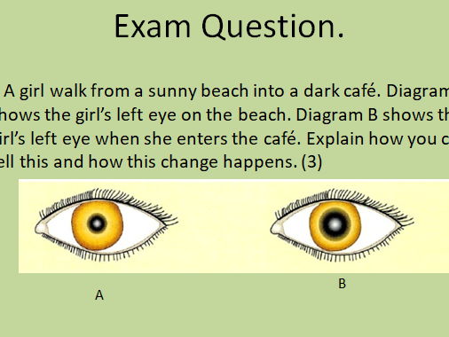 GCSE AQA Science B10 The nervous system Combined and triple powerpoints, exam questions and activity