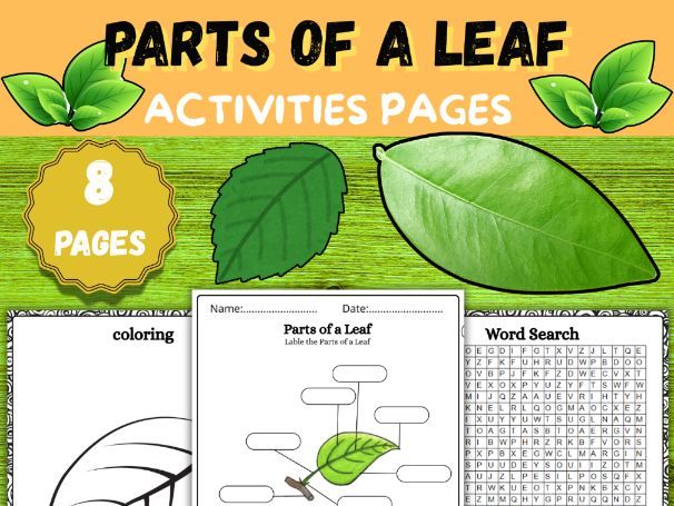 Parts of a Leaf|Labeling Worksheet