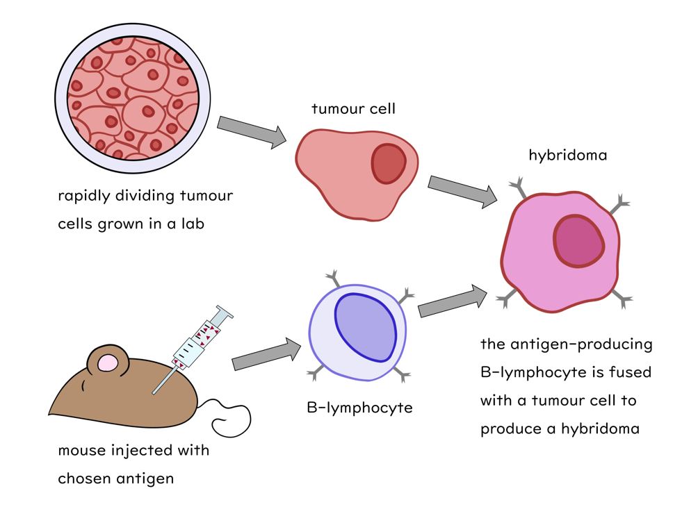 monoclonal-antibodies-slides-and-worksheet-gcse-biology-aqa