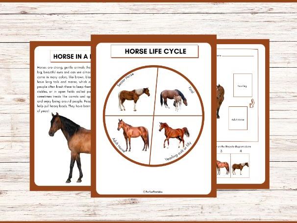 Life Cycle of a Horse Worksheet- Animal Science Unit Study With Fun Facts!