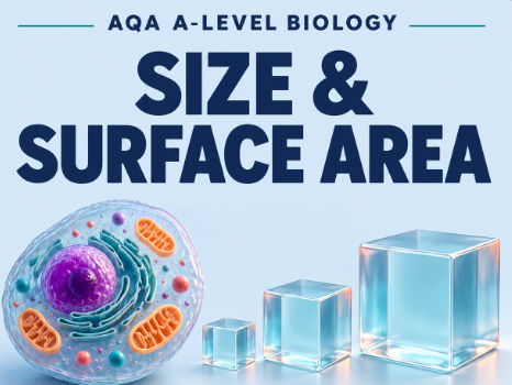 AQA A-Level Biology: Surface Area to Volume Ratio – Questions & Answers