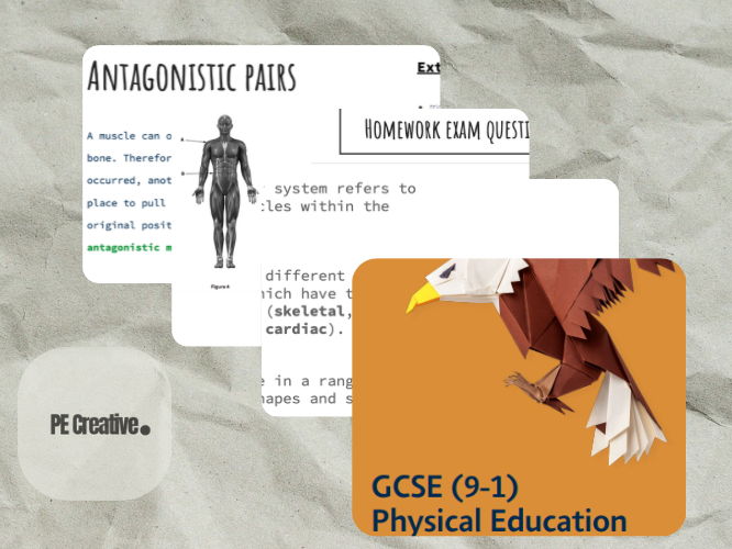 Edexcel GCSE PE (1-9) Muscular System