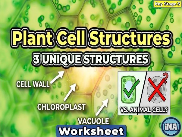 Plant Cell Structures and Their Functions - KS3 Biology Worksheet