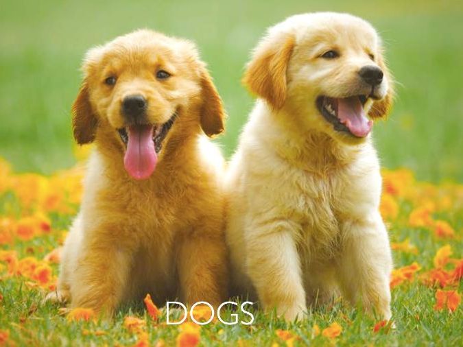 Dogs: Animated Keynote/PPT Presentation, Colorful Science