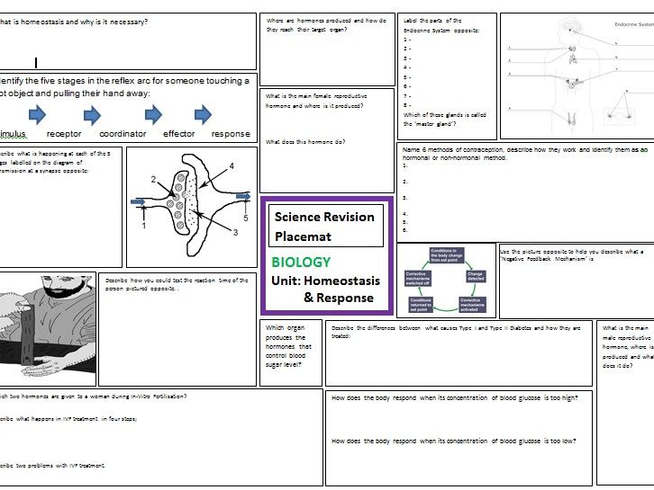 Homeostasis Response Revision Sheet For AQA GCSE Combined Science