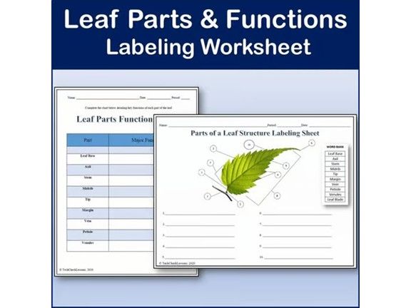Parts of a Leaf Structure & Functions Labeling Worksheet