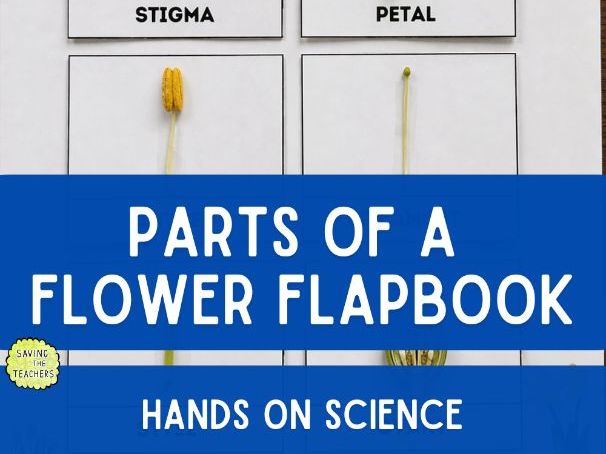 Flower Dissection Activity – Hands-On Parts of a Flower Flap Book
