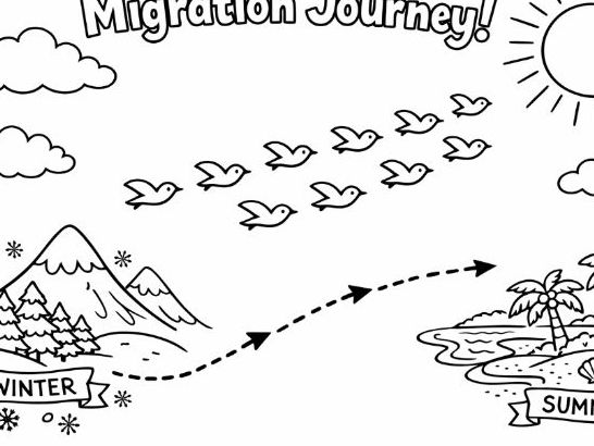 Bird Migration Colouring Page