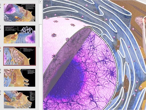 Ultrastructure of Eukaryotic Cells A-Level Biology