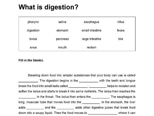 The Digestive System