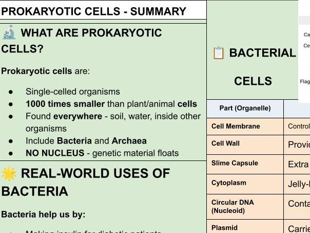 B1 AQA Trilogy Prokaryotic Cells Summary + Activity Sheet