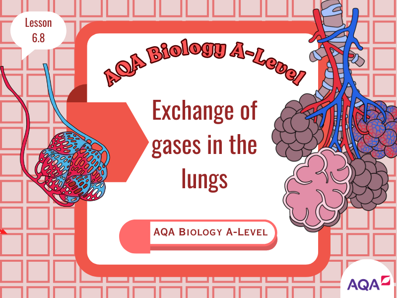 AQA A-Level Biology – Exchange Surfaces & Gas Exchange in the Alveoli (Specification 3.3.2)