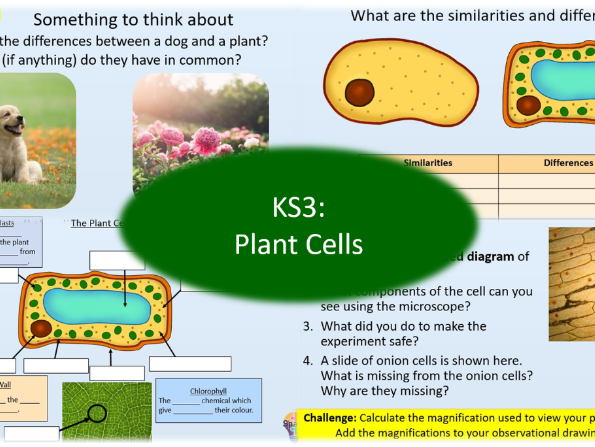KS3 - Plant Cells