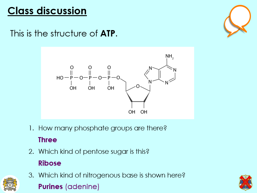 OCR A - A Level Bio, Structure of ATP, ADP and DNA (2.1.3 c and d, i)