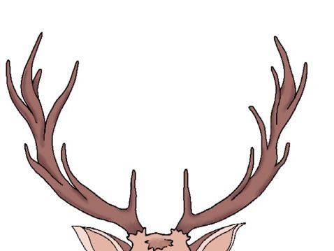 Fauna title display art or lesson mini task